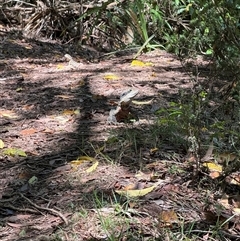 Intellagama lesueurii lesueurii (Eastern Water Dragon) at Telopea, NSW - 8 Nov 2024 by legbody