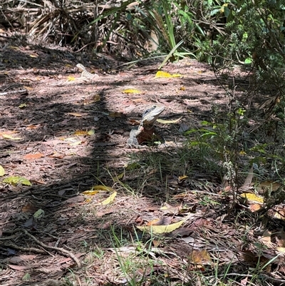 Intellagama lesueurii lesueurii (Eastern Water Dragon) at Telopea, NSW - 8 Nov 2024 by legbody