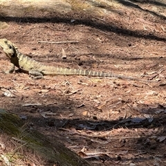 Intellagama lesueurii lesueurii at Telopea, NSW - 8 Nov 2024 11:35 AM