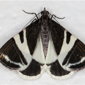 Phrataria bijugata at Melba, ACT - 12 Dec 2024 11:32 PM