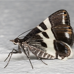 Phrataria bijugata at Melba, ACT - 12 Dec 2024 11:32 PM