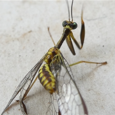 Spaminta minjerribae (Mantisfly) at Belconnen, ACT - 3 Dec 2024 by JohnGiacon