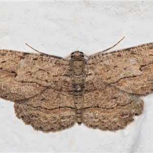 Ectropis excursaria (Common Bark Moth) at Melba, ACT by kasiaaus