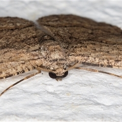 Ectropis excursaria at Melba, ACT - 12 Dec 2024