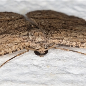 Ectropis excursaria at Melba, ACT - 12 Dec 2024