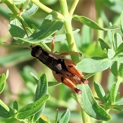 Phaulacridium vittatum (Wingless Grasshopper) at Wodonga, VIC - 14 Dec 2024 by KylieWaldon