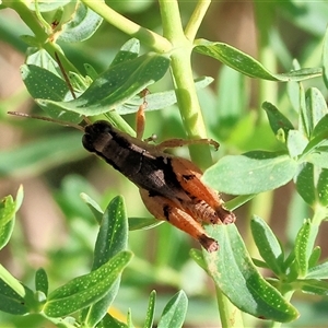 Phaulacridium vittatum at Wodonga, VIC - 15 Dec 2024 07:00 AM