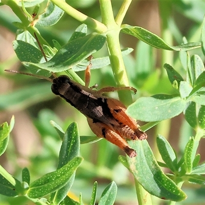 Phaulacridium vittatum (Wingless Grasshopper) at Wodonga, VIC - 14 Dec 2024 by KylieWaldon