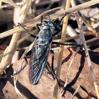 Unidentified Robber fly (Asilidae) at Wodonga, VIC - 15 Dec 2024 by KylieWaldon