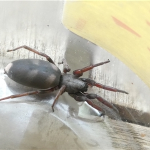 Lampona sp. (genus) (White-tailed spider) at Belconnen, ACT by JohnGiacon