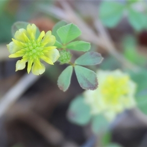 Trifolium campestre at Wodonga, VIC by KylieWaldon