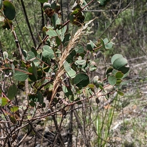 Dichelachne hirtella (Plume Grass) at Kambah, ACT by MattM