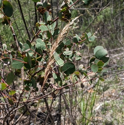 Dichelachne hirtella (Plume Grass) at Kambah, ACT - 15 Dec 2024 by MattM