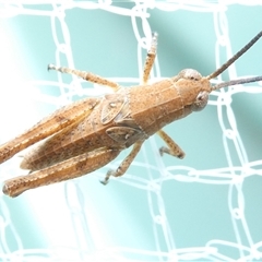 Phaulacridium vittatum (Wingless Grasshopper) at Belconnen, ACT - 5 Dec 2024 by JohnGiacon