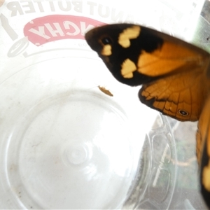 Heteronympha merope (Common Brown Butterfly) at Belconnen, ACT by JohnGiacon