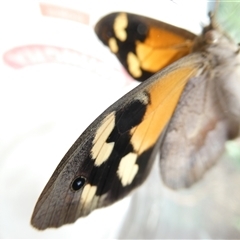 Heteronympha merope at Belconnen, ACT - 5 Dec 2024