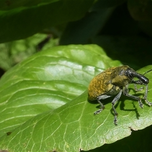 Larinus latus (Onopordum seed weevil) at Belconnen, ACT by JohnGiacon