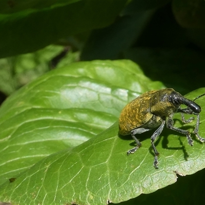 Unidentified Weevil (Curculionoidea) at Belconnen, ACT - 5 Dec 2024 by JohnGiacon