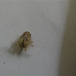 Scolypopa australis (Passionvine hopper, Fluffy bum) at Belconnen, ACT by JohnGiacon