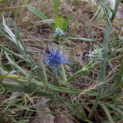 Eryngium ovinum at Cook, ACT - 14 Dec 2024 08:31 AM