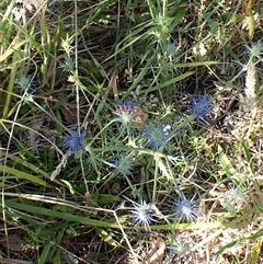 Eryngium ovinum at Cook, ACT - 14 Dec 2024 08:31 AM