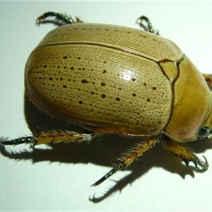 Anoplognathus sp. (genus) at Belconnen, ACT by JohnGiacon