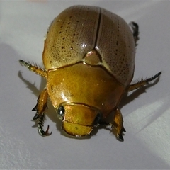 Anoplognathus sp. (genus) at Belconnen, ACT - 14 Dec 2024