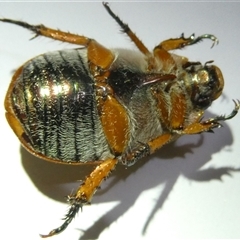 Anoplognathus sp. (genus) at Belconnen, ACT - 14 Dec 2024