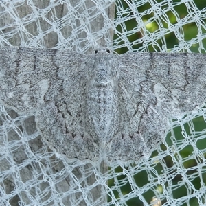 Crypsiphona ocultaria (Red-lined Looper Moth) at Belconnen, ACT by JohnGiacon