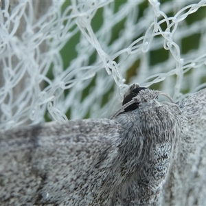 Crypsiphona ocultaria at Belconnen, ACT - 15 Dec 2024