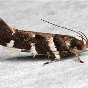 Macrobathra ceraunobola (a cosmet moth) at Rosedale, NSW by jb2602