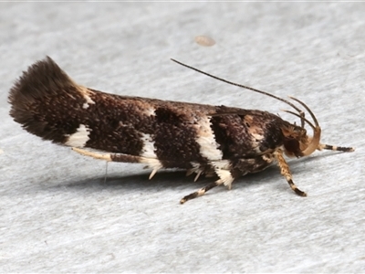 Macrobathra ceraunobola (a cosmet moth) at Rosedale, NSW - 1 Dec 2024 by jb2602