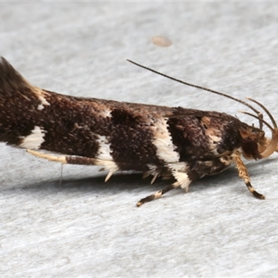 Macrobathra ceraunobola (a cosmet moth) at Rosedale, NSW - 1 Dec 2024 by jb2602