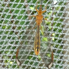 Nymphes myrmeleonoides (Blue eyes lacewing) at Belconnen, ACT - 15 Dec 2024 by JohnGiacon