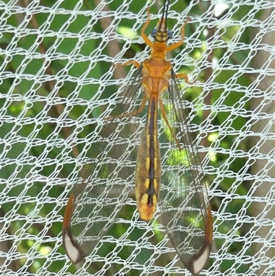 Nymphes myrmeleonoides (Blue eyes lacewing) at Belconnen, ACT - 15 Dec 2024 by JohnGiacon