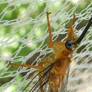 Nymphes myrmeleonoides at Belconnen, ACT - 15 Dec 2024