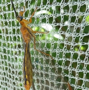 Nymphes myrmeleonoides at Belconnen, ACT - 15 Dec 2024