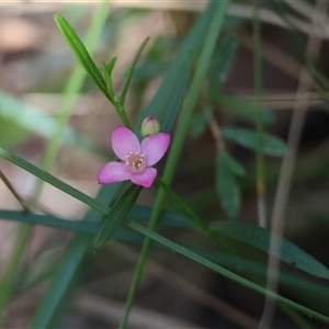 Boronia polygalifolia at Moruya, NSW by LisaH