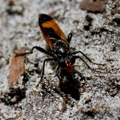 Unidentified Wasp (Hymenoptera, Apocrita) at Moruya, NSW - 10 Dec 2024 by LisaH