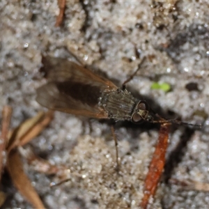 Unidentified True fly (Diptera) at Moruya, NSW by LisaH