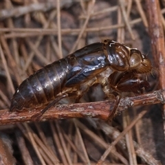 Cicadettini sp. (tribe) (Cicada) at Moruya, NSW - 10 Dec 2024 by LisaH