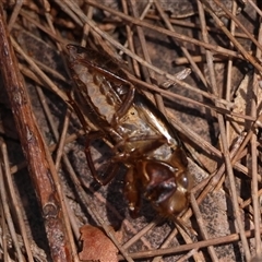 Cicadettini sp. (tribe) at Moruya, NSW - suppressed