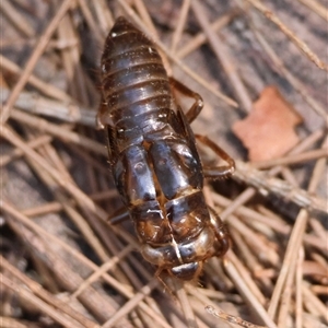 Cicadettini sp. (tribe) at Moruya, NSW - suppressed