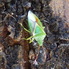 Amphaces sp. (genus) at Wellington Park, TAS - 15 Dec 2024 by VanessaC