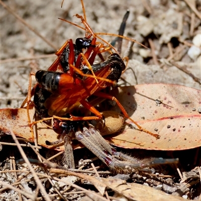 Unidentified Wasp (Hymenoptera, Apocrita) at Moruya, NSW - 10 Dec 2024 by LisaH