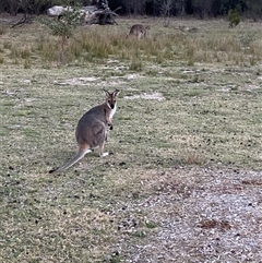 Notamacropus rufogriseus at Girraween, QLD - 7 Sep 2024 by Tapirlord