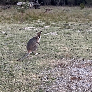 Notamacropus rufogriseus at Girraween, QLD by Tapirlord