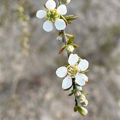 Gaudium microcarpum (Small-fruited May) at Girraween, QLD - 7 Sep 2024 by Tapirlord