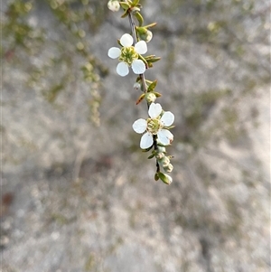 Gaudium microcarpum at Girraween, QLD - 7 Sep 2024