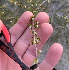 Gaudium microcarpum at Girraween, QLD - 7 Sep 2024